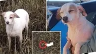 نجات سگ گمشده با پهپاد+ویدئو
