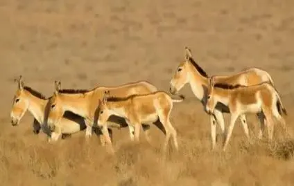 داستان معجزه گفت و گو میان محیط‌بانان و شکارچیان محلی
| وقتی صیاد، بلد محلی گردشگران شد