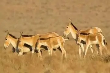 داستان معجزه گفت و گو میان محیط‌بانان و شکارچیان محلی
| وقتی صیاد، بلد محلی گردشگران شد