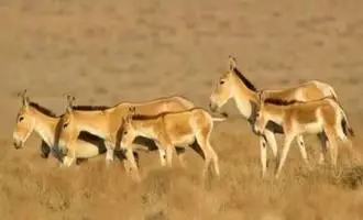 داستان معجزه گفت و گو میان محیط‌بانان و شکارچیان محلی
| وقتی صیاد، بلد محلی گردشگران شد