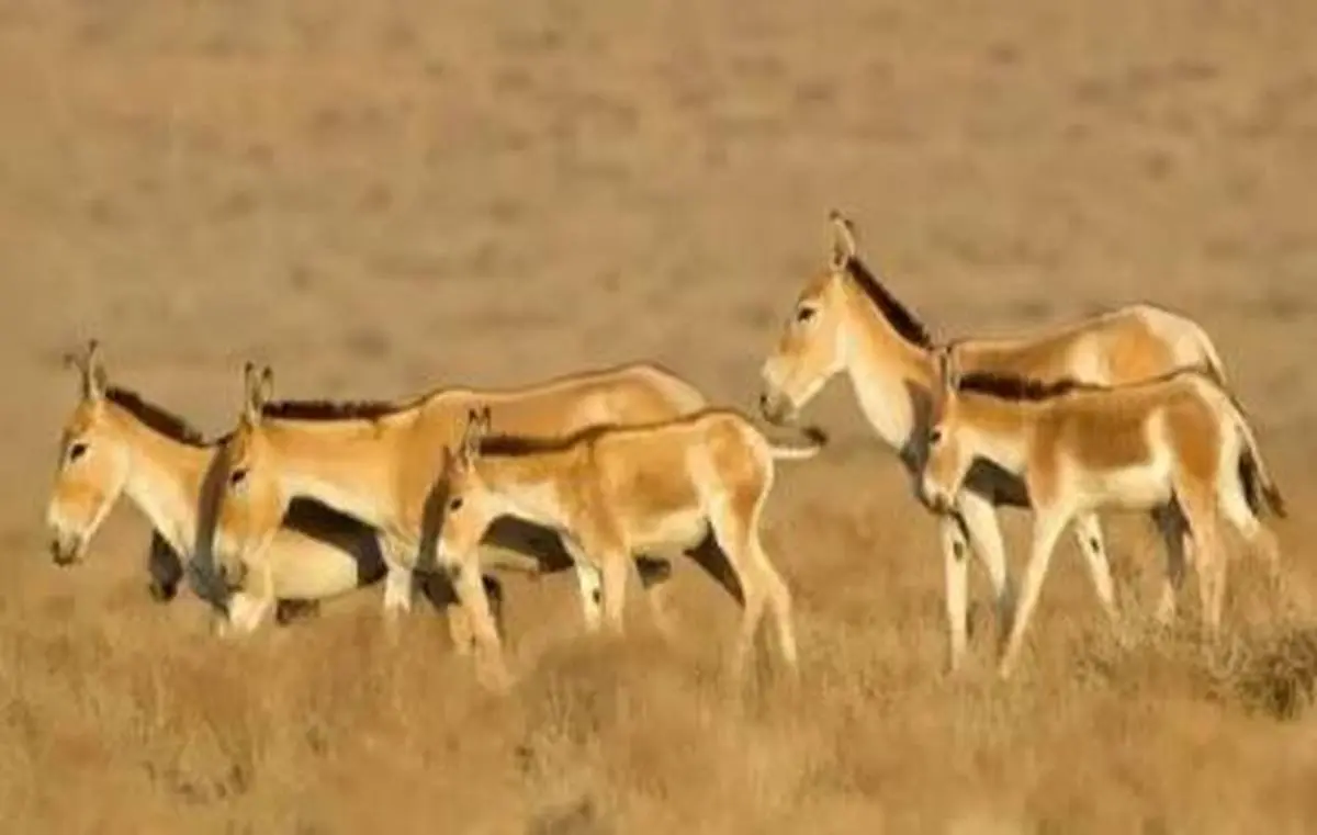 داستان معجزه گفت و گو میان محیط‌بانان و شکارچیان محلی
| وقتی صیاد، بلد محلی گردشگران شد