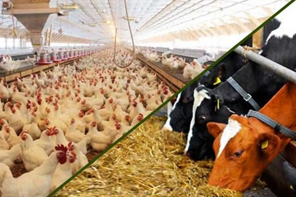 ارز 4200  تومانی همچنان قربانی می‌گیرد/ برای دریافت رانت دولتی، جوجه را معدوم می‌کنند!
