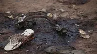 ۱۰۰ کشته بر اثر انفجار یک پالایشگاه نفت در نیجریه
