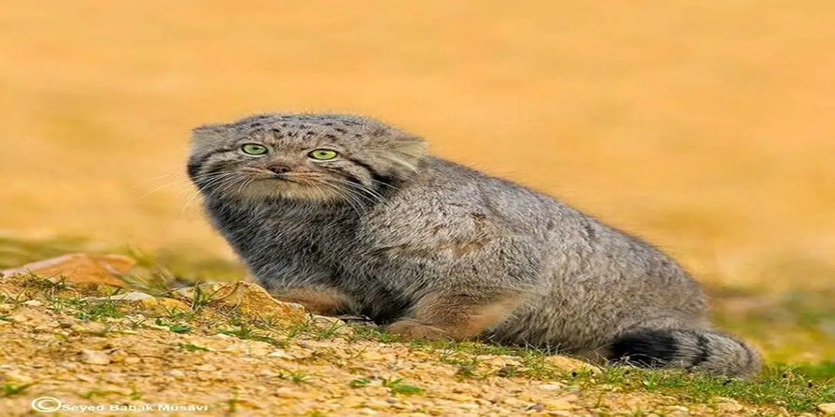 
زیباترین گربه ایران در حال انقراض+عکس
