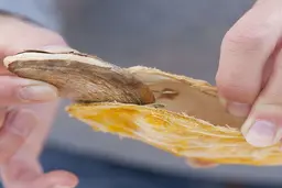 هسته انبه را دور نریزید | آموزش کاشت هسته انبه در گلدان و لیوان آب +تصویر