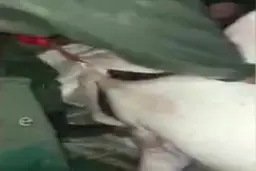 فیل ماهی ۵۰۰ کیلویی در تور صیادان مازندران + ویدئو