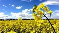 دهلران، قطب گندم و کلزا | تصاویری دیدنی از برداشت محصول +ویدئو