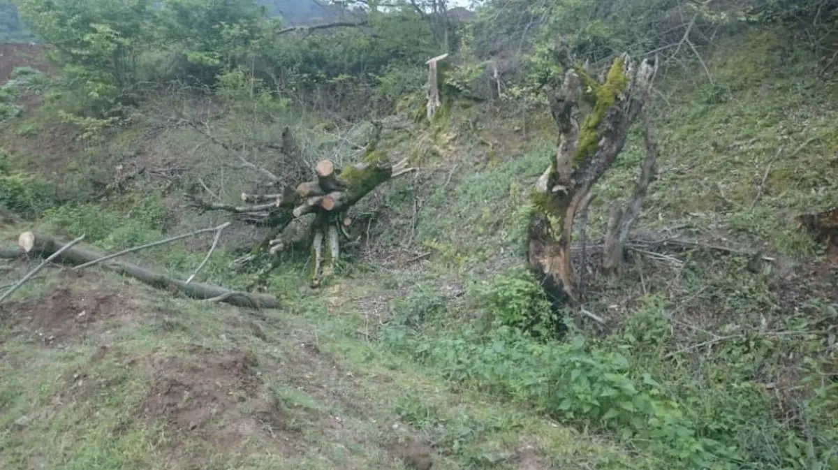 قطع بیش از ۱۰۰ اصله درخت جنگلی در گلستان با موافقت مسوولان سازمان جنگل ها 