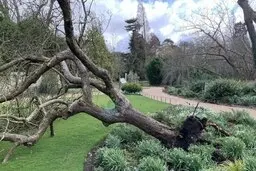 طوفان «درخت سیب نیوتن» را انداخت!