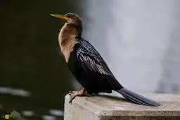 مارگردن آفریقایی | زیبایی در دل هورالعظیم +ویدئو