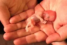 مجازات سقط جنین بدون اجازه شوهر چیست ؟ + جزئیات