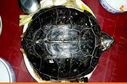      اجبار بیماران مبتلا به کرونا برای خوردن سوپ لاک‌پشت

