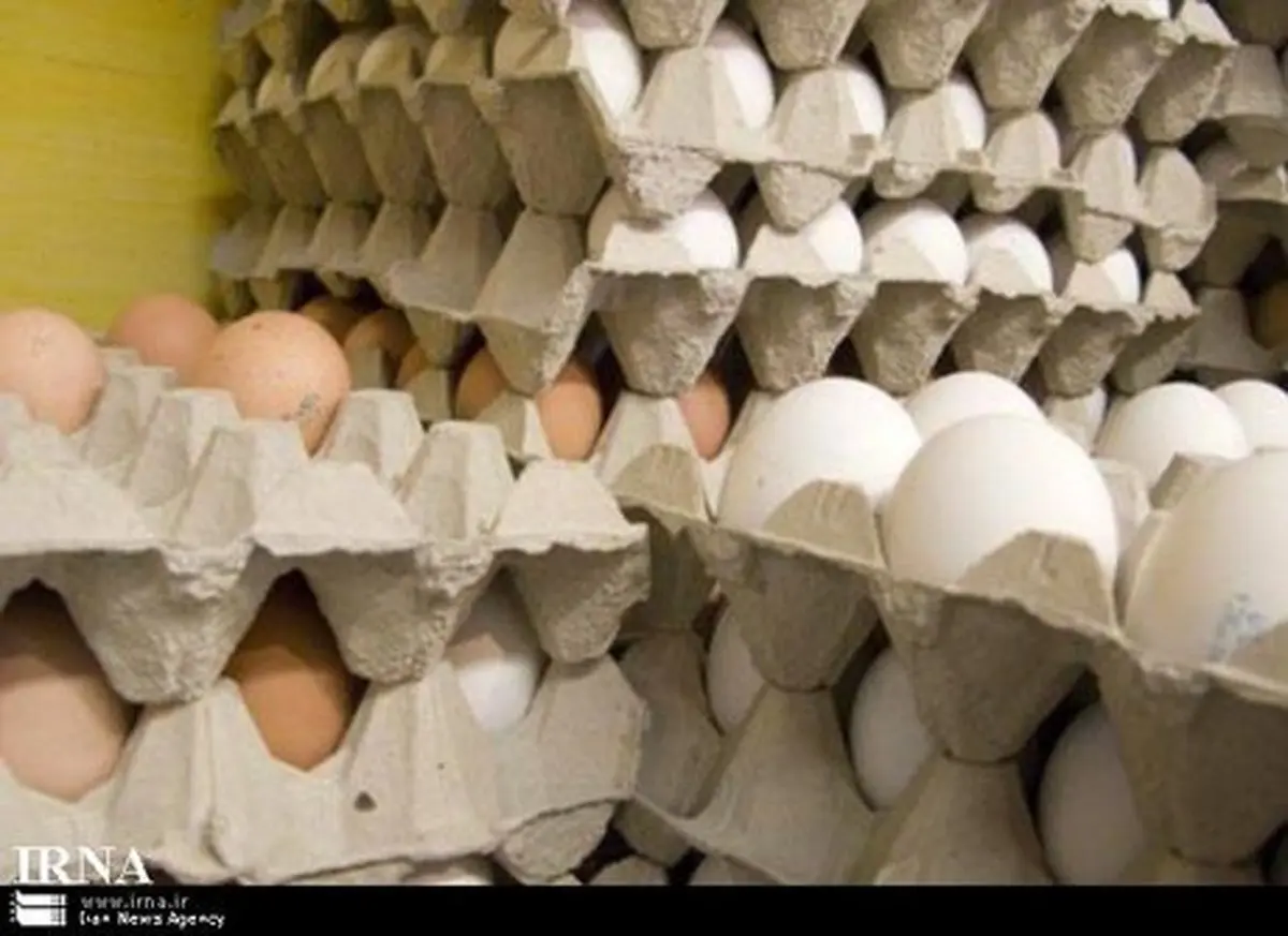 جلوی قاچاق تخم مرغ گرفته شود | خطر حذف تخم مرغ از سبد خانوار