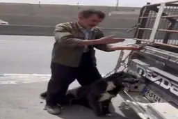 حیوان‌آزاری در اصفهان امروز ۱۹ فروردین+ویدئو 