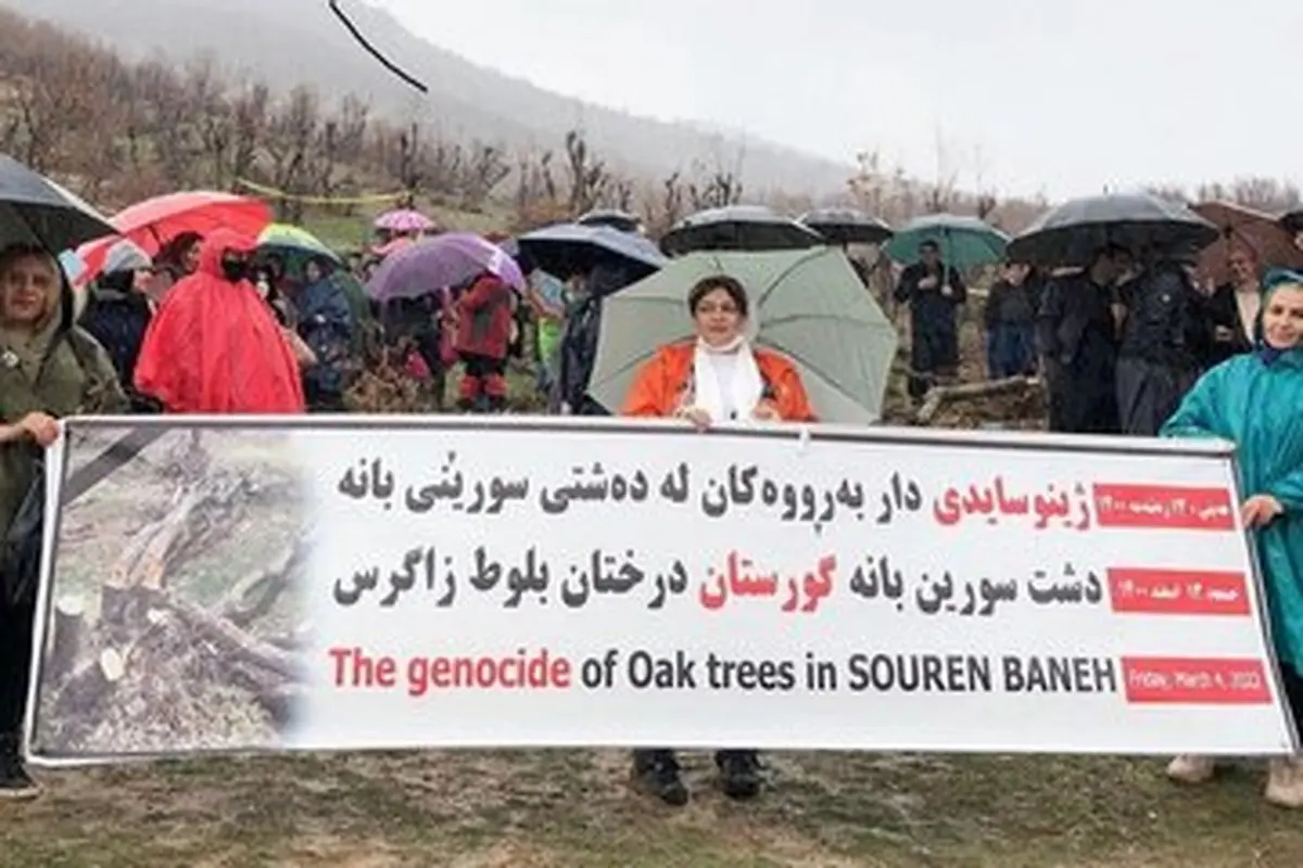اعتراض دوستداران محیط زیست به قطع درختان بلوط بانه