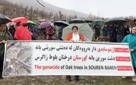 اعتراض دوستداران محیط زیست به قطع درختان بلوط بانه