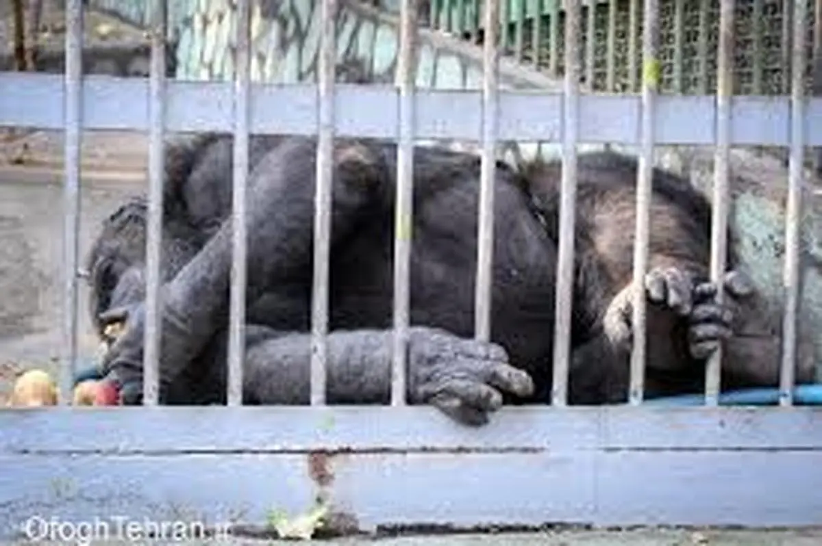 چرا باغ وحش‌ها به کشتارگاه حیات وحش ایران تبدیل شده‌اند؟