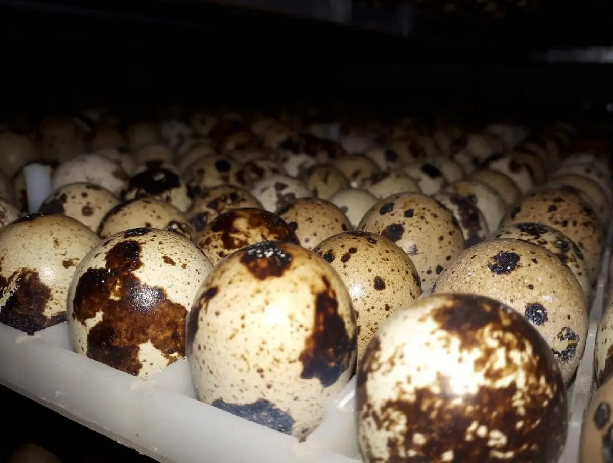 اصول پرورش و سرمایه گذاری تولید بلدرچین گوشتی و تخم گذار و احداث سالن