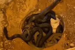 پیدا شدن ۱۰ مار زیر سینی کف حمام یک خانه!+ویدئو