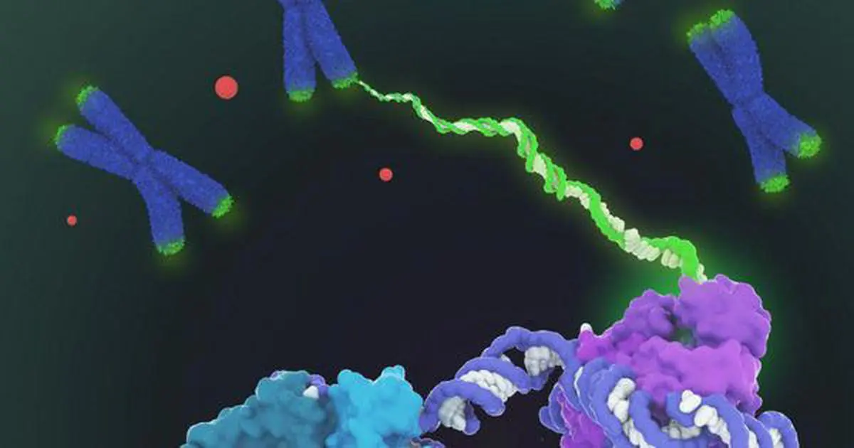 آنزیم تلومزار: عاملی کلیدی در گسترش سلول‌های سرطانی و مرگ طبیعی سلول‌