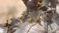 استحصال کندر از درخت کندر در ظفار عمان