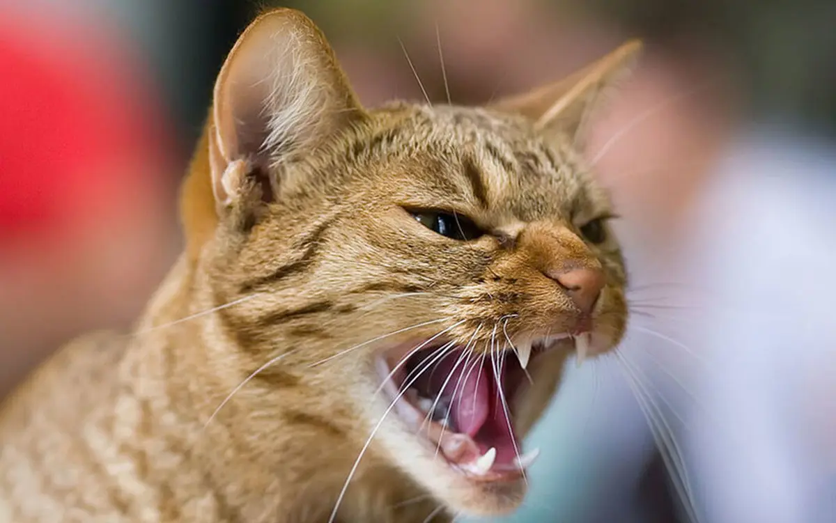 گربه‌های خانگی، شکارچیان بی‌رحم و تهدید جدی برای حیات‌وحش! | گربه‌های آزاد یک تهدید خواهند بود؟