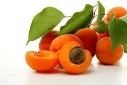 خاصیت ضد توموری زردآلو  |  تاثیر عصاره هسته زردآلو بر چرخه سلولی سلول‌های سرطانی