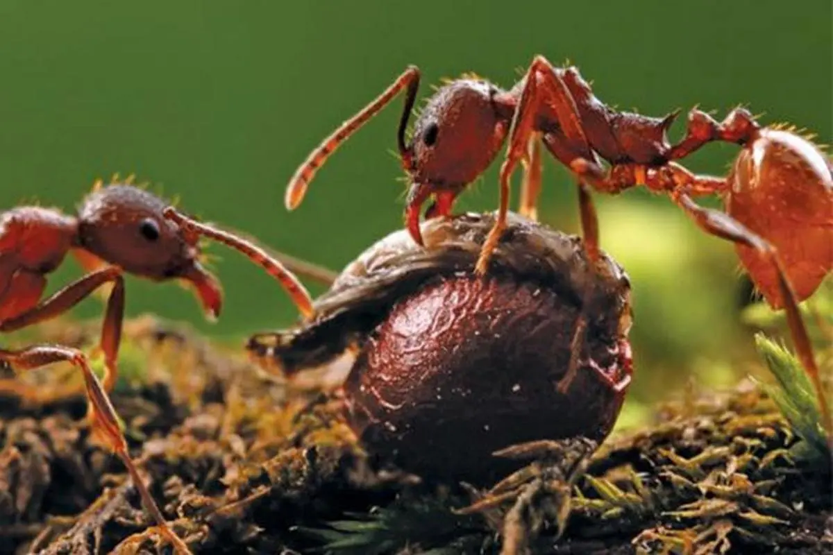تکامل گیاهان برای به خدمت گرفتن مورچه‌ها و سایر حشرات