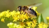 زهر زنبور عسل و درمان سرطان سینه! | زهر زنبور عسل، تمام سلولهای سرطانی را می‌کشد!