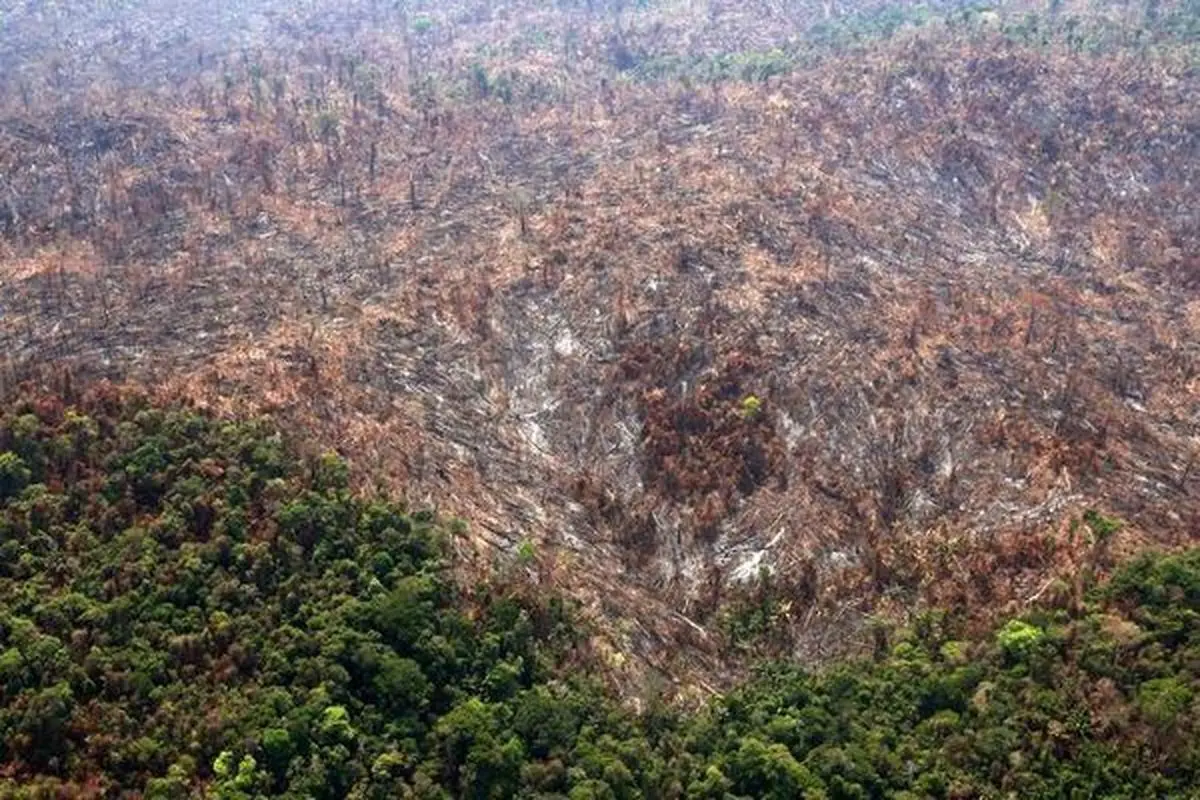 تصویری از نتیجه آتش سوزی در جنگل‌های آمازون
