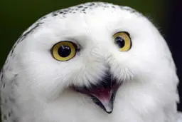 چطور جغدها به کسانی که مشکل اضطراب دارند کمک می‌کنند؟