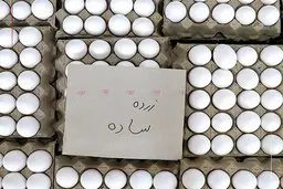 قیمت جدید تخم مرغ کیلویی ۷۷ هزار تومان درب مرغداری اعلام شد