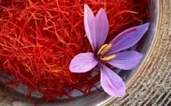وضعیت صادرات زعفران چگونه است؟ | صادرات ۱۹۰ میلیون دلاری زعفران در سال گذشته