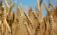 خرید گندم در کشور از مرز یک میلیون تن گذشت