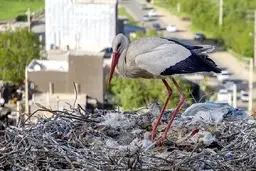 لک لک‌های مهاجر درحاشیه دریاچه زریوار کردستان+تصاویر