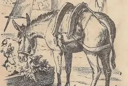 فقط یک نابغه می تواند صاحب اسب را در این تصویر ببیند + پاسخ