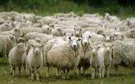قیمت دام عید قربان تعیین شد | افزایش دو برابری عرضه دام در عید قربان امسال