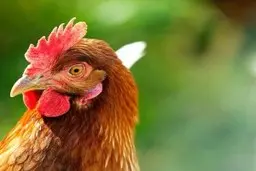 
علل و علائم بیماری نیوکاسل