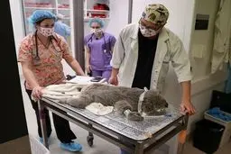 دیدنی‌های امروز؛ از بازگشایی مسجدالحرام تا بازگشایی معابد هند