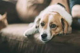 
 سویه آلفا کووید-۱۹ در سگ‌ها و گربه‌ها در انگلیس شناسایی شد
