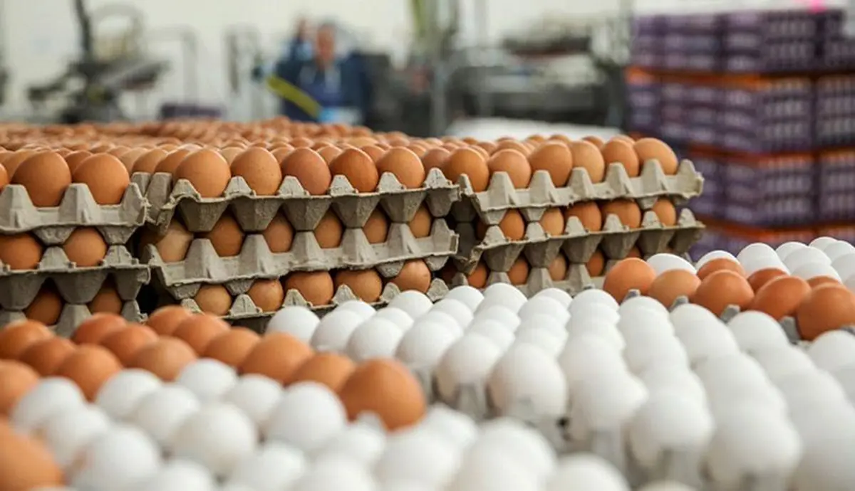 قیمت تخم مرغ در بازار امروز اعلام شد + جزییات