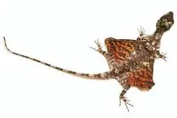 ویدئویی جالب از اژدهای پرنده‌ی واقعی!