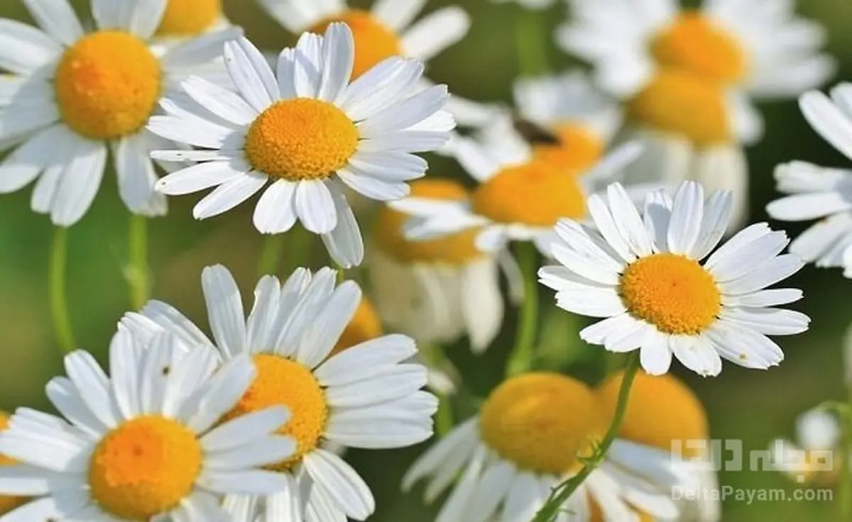 موهای خود را با بابونه رنگ کنید!