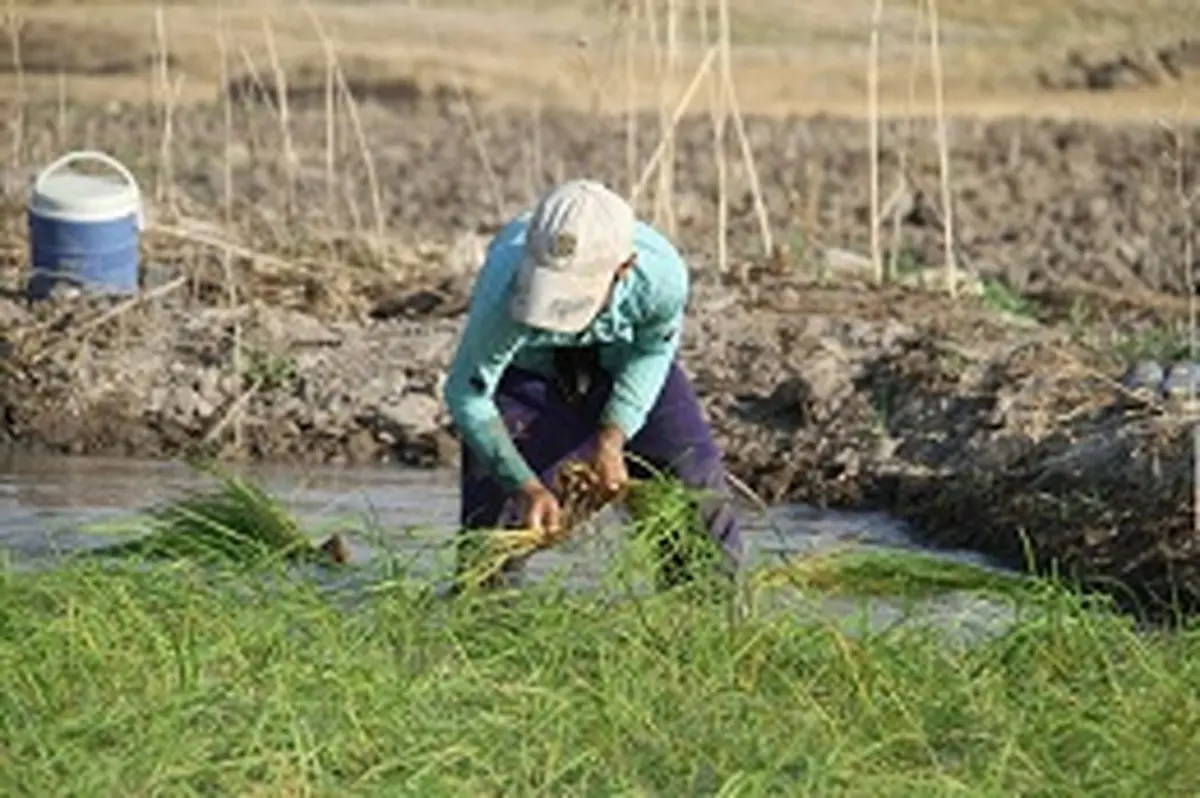 ممنوعیت برداشت برنج از مزارع آلوده به آب فاضلاب در دورود لرستان