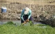 ممنوعیت برداشت برنج از مزارع آلوده به آب فاضلاب در دورود لرستان