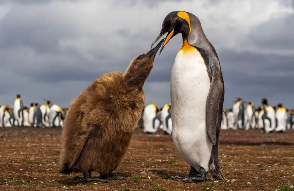 غذادادن پنگوئن به فرزندش در عکس روز نشنال جئوگرافیک