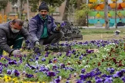 خواص گل‌ها برای سلامت روح و روان 