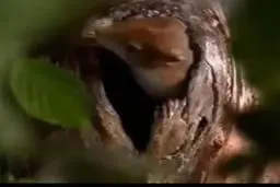 یک ویدئوی سه دقیقه‌ای حیرت‌انگیز، که برای ضبط آن سه سال زمان صرف شده است!