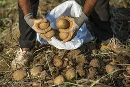 خرید حمایتی ۵۶۰۰ تن سیب زمینی از کشاورزان