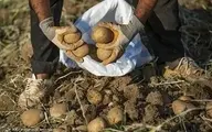 خرید حمایتی ۵۶۰۰ تن سیب زمینی از کشاورزان